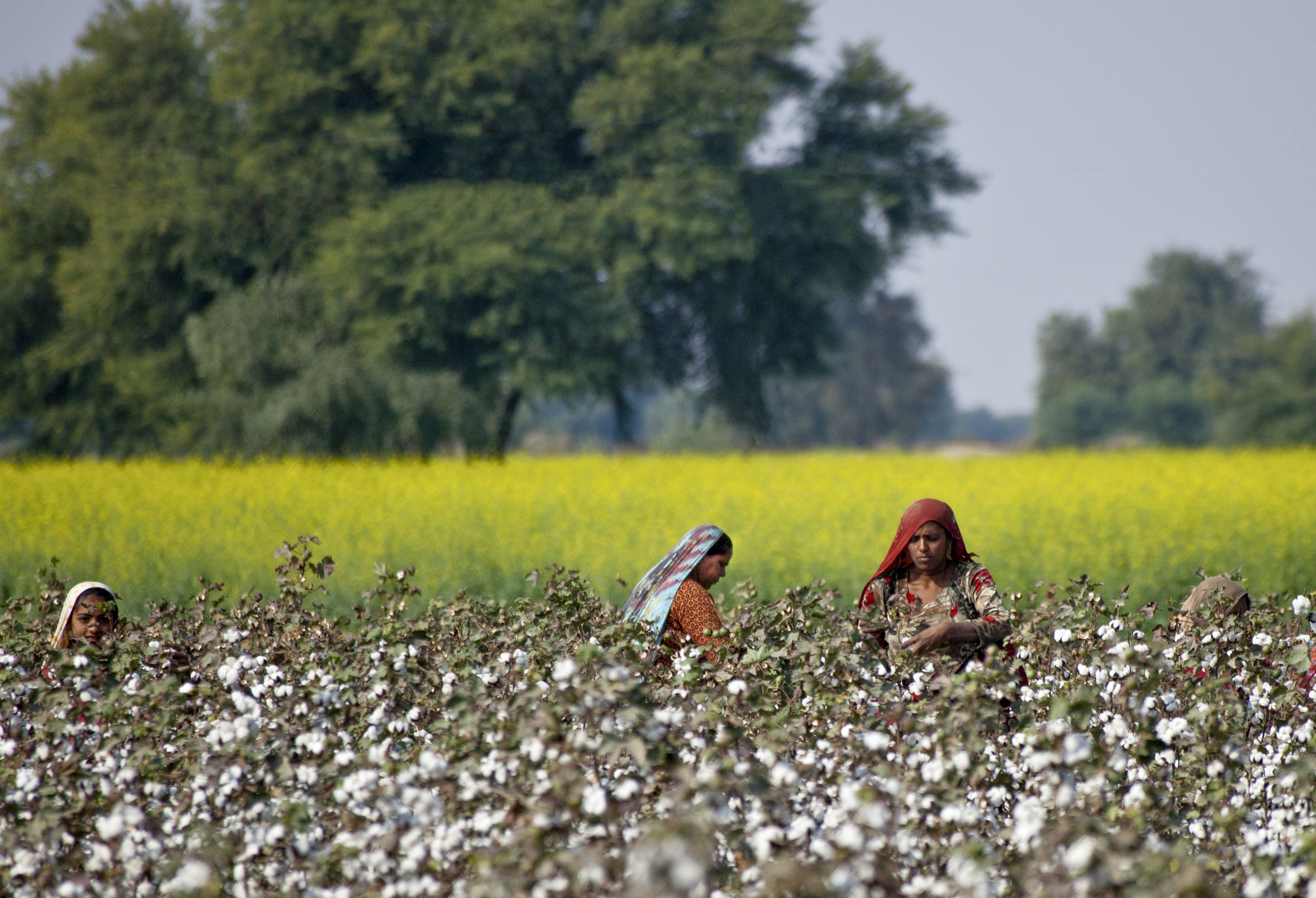 Pakistan: land struggles, by Ayesha Ahmad | War on Want