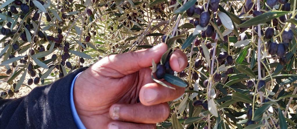 A farmer cultivating traditional olive varieties in the south of Tunisia.