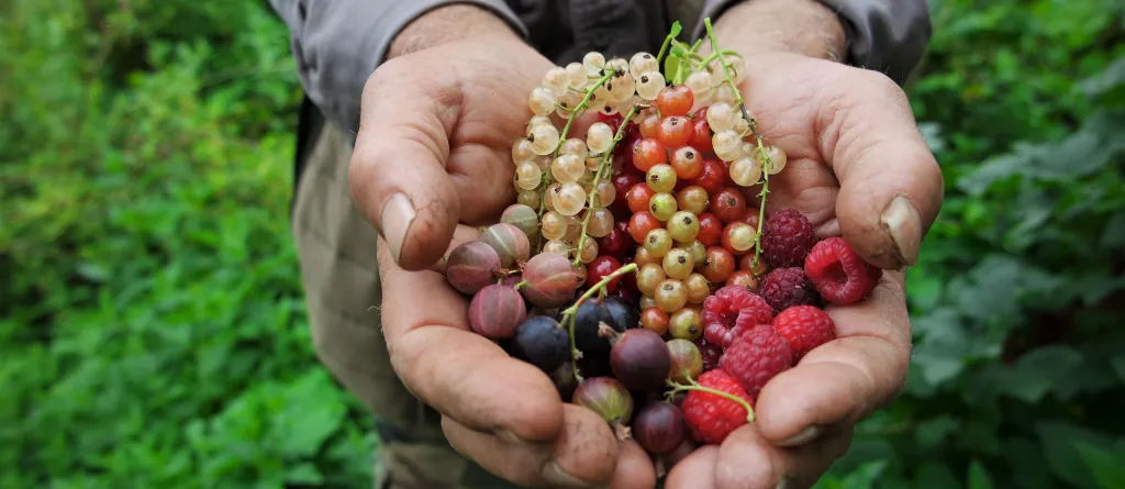 Hands holding berries