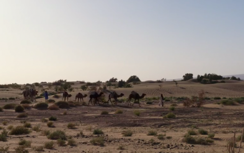 Camels being led through an arid landscape.