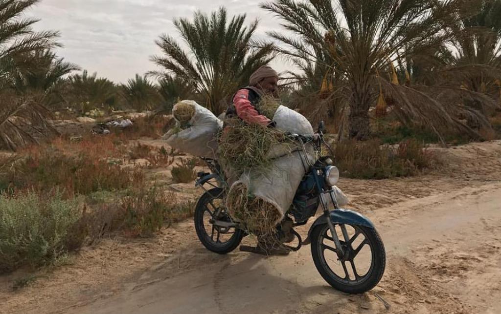 A man carries bundles on a sand road amidst palms.
