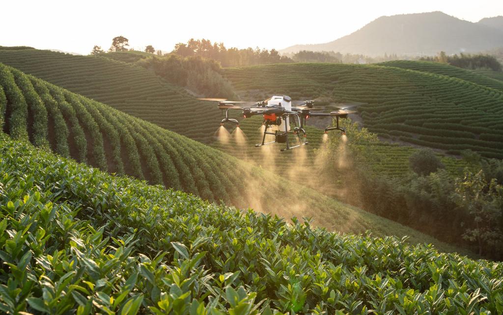 Drone spraying tea plantation