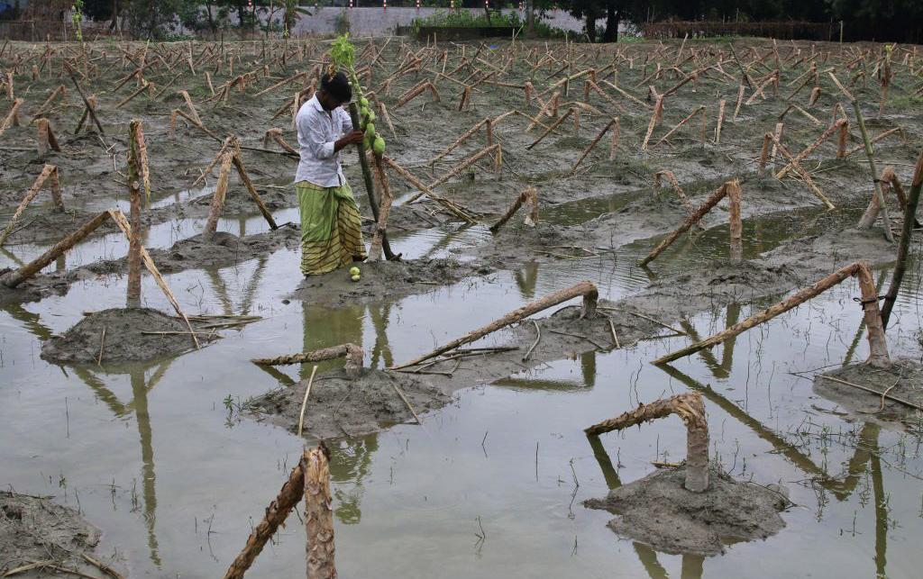 A man uprooting a plant that was left behind after the floods at Singair Upazila, Bangladesh.