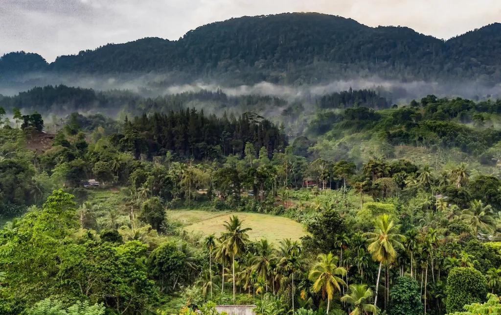 One of the most important protected areas in Sri Lanka is the Sinharaja rainforest, in the south-west of the country.