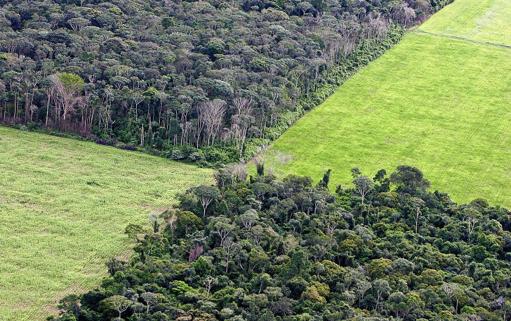 Soy plantations and deforestation in Amazon