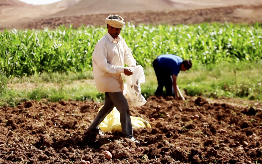 A potato farmer and member of the Siyada Network, working in the fields in Tunisia. 