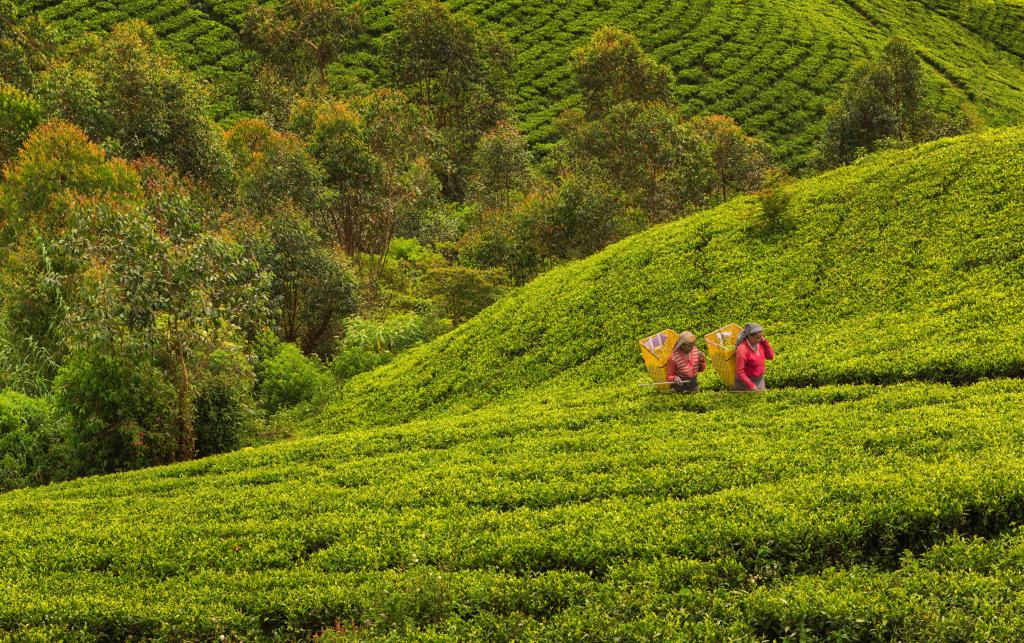Tea pickers in a tea plantation, Sri Lanka. Tea production is one of the main sources of foreign exchange for the country. iStock