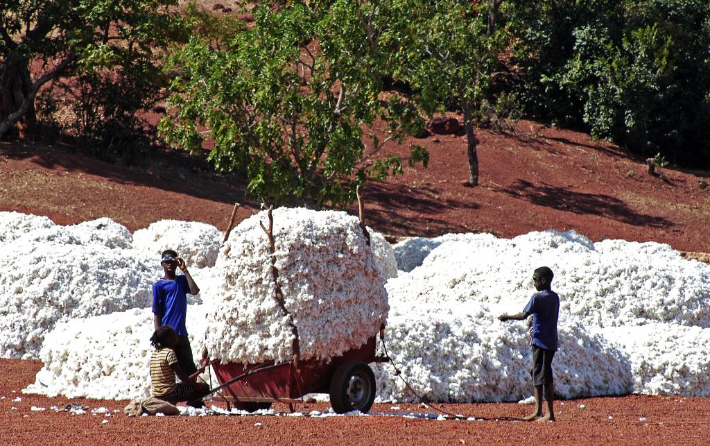 Children work in the cotton harvests to send to textiles factories, in Burkina Faso, January 2008. 