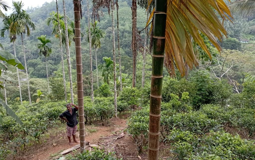 An example of agroforestry model in Sri Lanka for tea production, implemented by a smallholder farmer: tea cultivation combined with a variety of crops, canopy layers and plants. ©WaronWant
