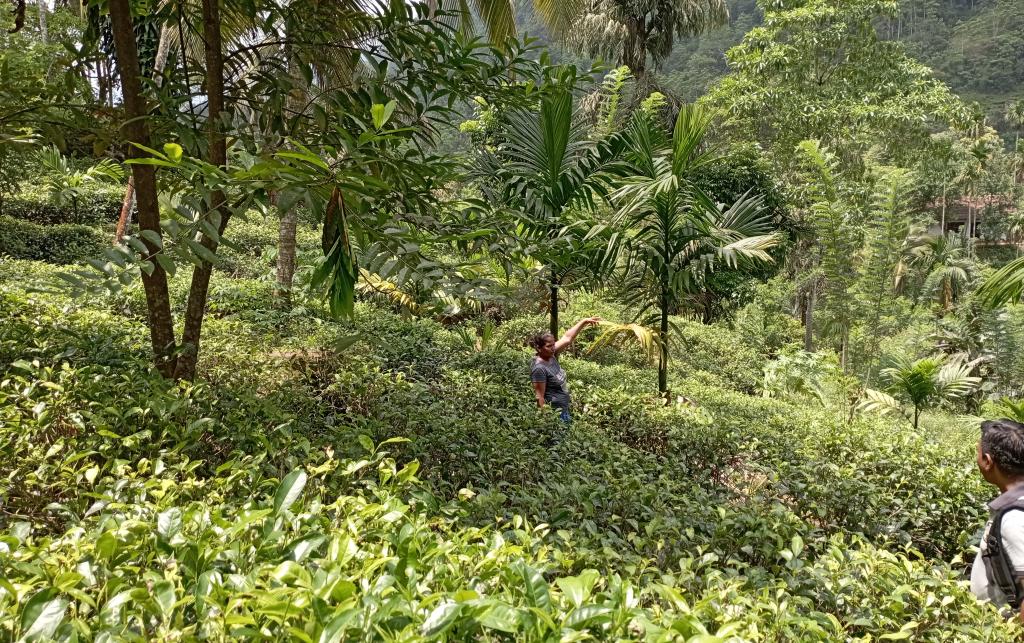 A smallholder farmer’s plot: tea cultivation combined with other trees and crops.