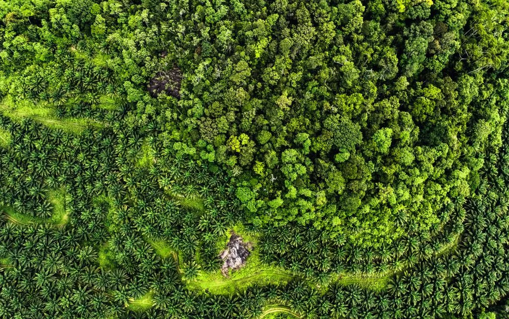 Green Deserts