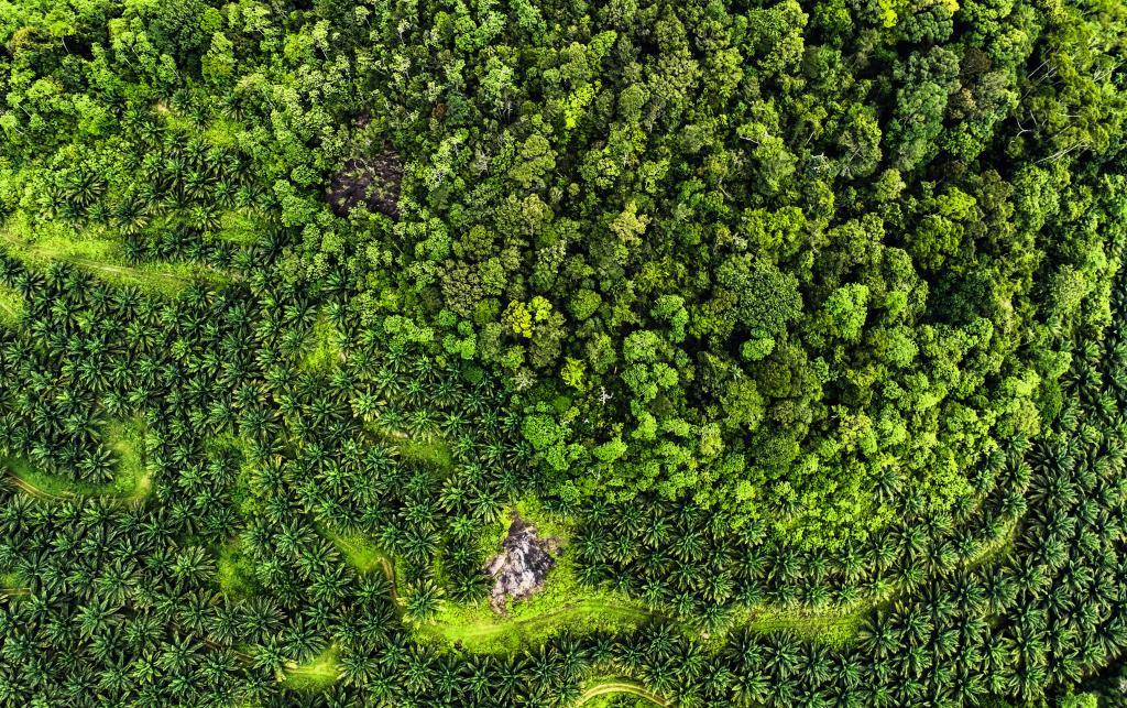 Green Deserts