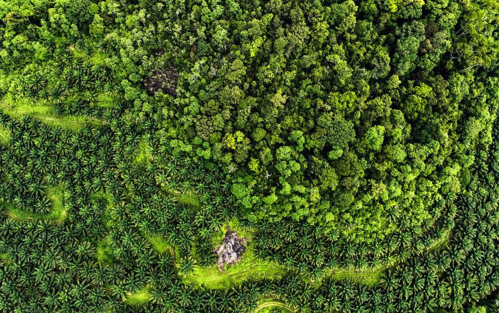 Green Deserts