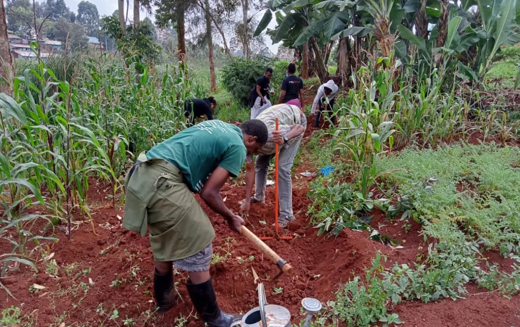 Farmers are turned away from the camera, using tools to dig into the ground. They are surrounded by green crops.