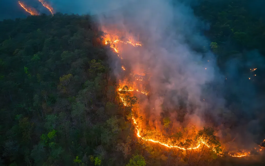 Photo of a forest burning.