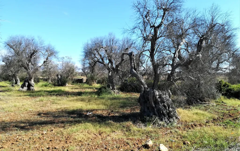 A big tree in the middle of a field.