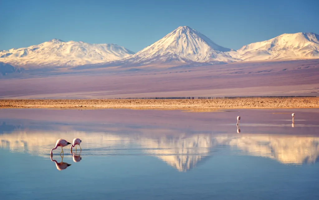 A beautiful landscape photo showing white snow capped mountains with a body of water in front of them. Flamingos are walking in the body of water.