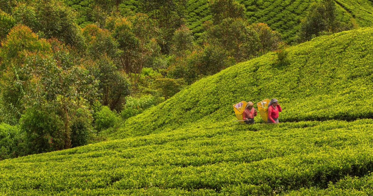 Tea trade trouble for Sri Lanka's crucial rainforests | War on Want