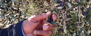 A farmer cultivating traditional olive varieties in the south of Tunisia.