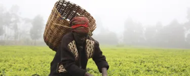 A female tea picker on an estate near Kerugoya, Kenya. Picture: Jon Spaull