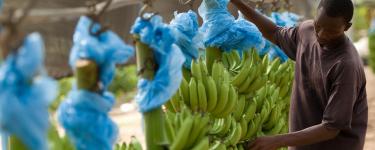 Man removing dried flowers from bunches of bananas on plantation in Ghana West Africa. Credit:Olivier Asselin / Alamy Stock Photo