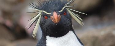 Rockhopper penguin