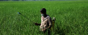 Man sprays pesticides over crops in a green field. He is wearing only a basic face mask, not covering his nose, and no other protective gear.