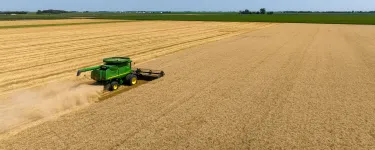 A tractor ploughing through a yellow corn field.