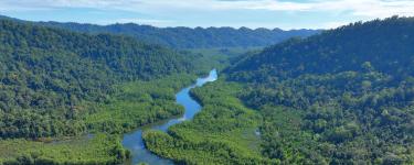 A bird's eye view showing a forest of mangroves in Indonesia. A river cuts through the middle of the mangroves.