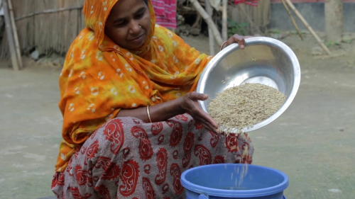 Maria technique rice