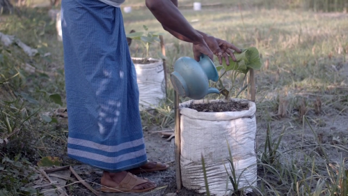 Bangladesh bag planters