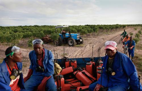 Workers on a Jatropha plantation, north-western Mozambique. Jatropha has been regularly cultivated as a source of agrofuel.