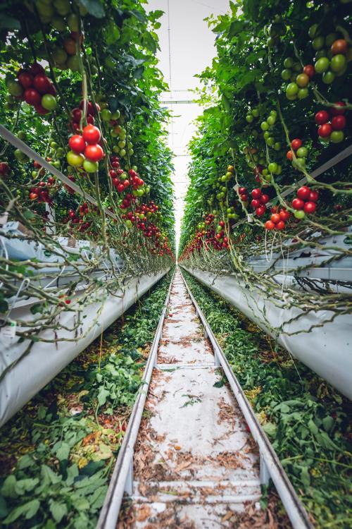 Vertical tomato farming