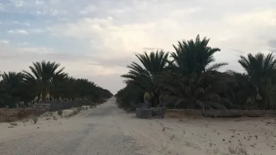 A road through date palm groves.