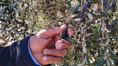A farmer cultivating traditional olive varieties in the south of Tunisia.