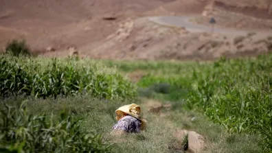 Someone in bright clothing working on their knees in a green field, with their head covered by fabric. Credit: Ali Aznague