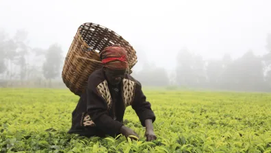 A female tea picker on an estate near Kerugoya, Kenya. Picture: Jon Spaull