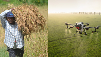 Left: A man gathers up the harvest, Right: A drone sprays pesticide across the fields