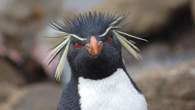 Rockhopper penguin