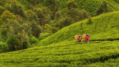 Tea pickers in a tea plantation, Sri Lanka. Tea production is one of the main sources of foreign exchange for the country. iStock