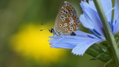 A colourful butterfly sitting on a blue flower.