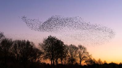 Photograph showing a starling murmuration. 