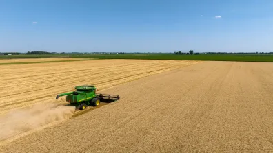 A tractor ploughing through a yellow corn field.
