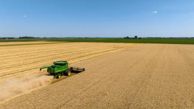 A tractor ploughing through a yellow corn field.