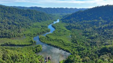 A bird's eye view showing a forest of mangroves in Indonesia. A river cuts through the middle of the mangroves.