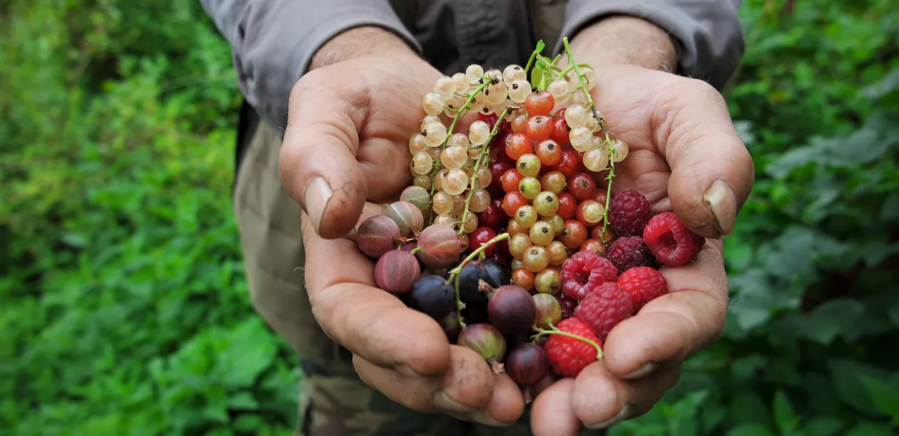 Hands holding berries